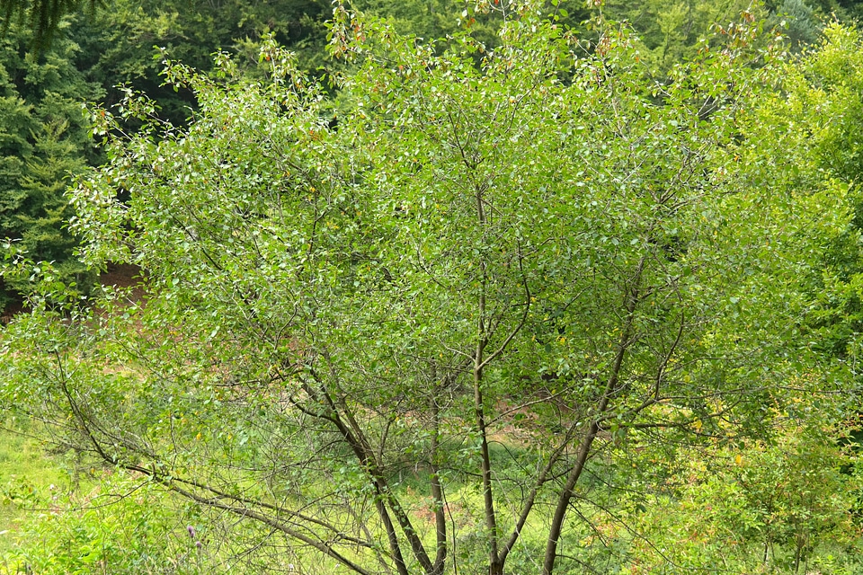 Branches rhamnus frangula frangula alnus