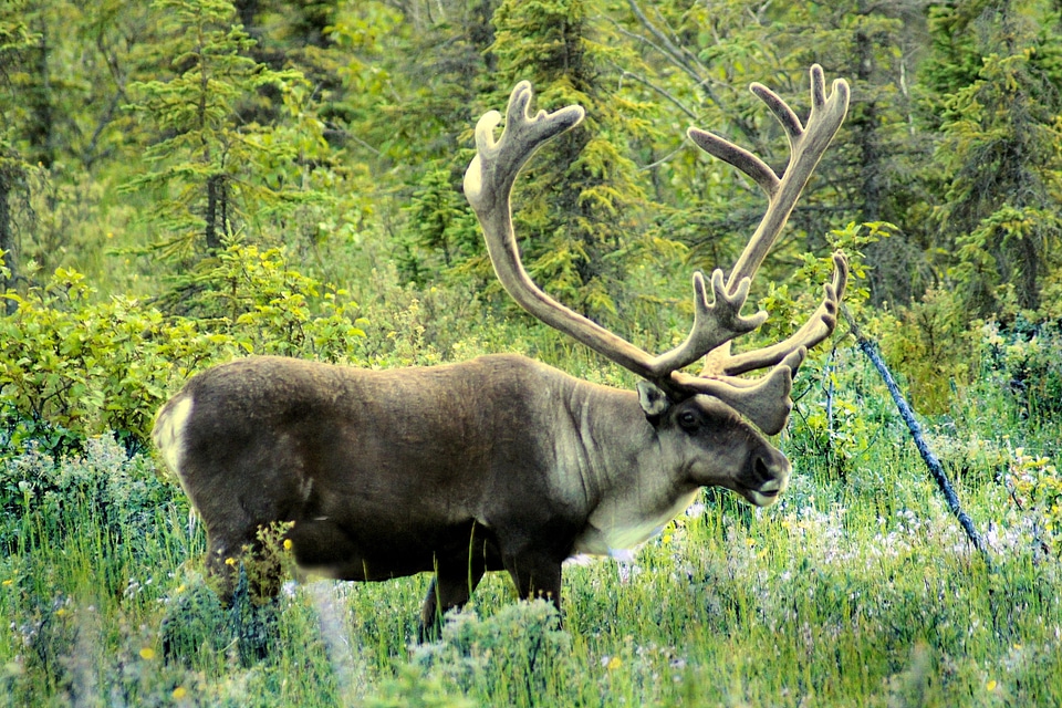 Mammal nature wildlife