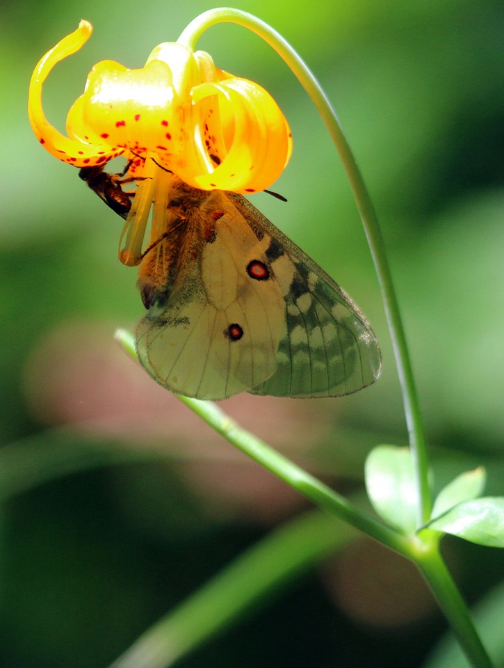 Clodius parnassian on flower