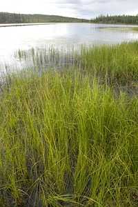 Aquatic plants in lake by mountainside