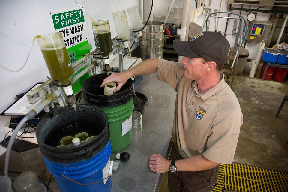 Biologist grows freshwater mussels in hatchery-1
