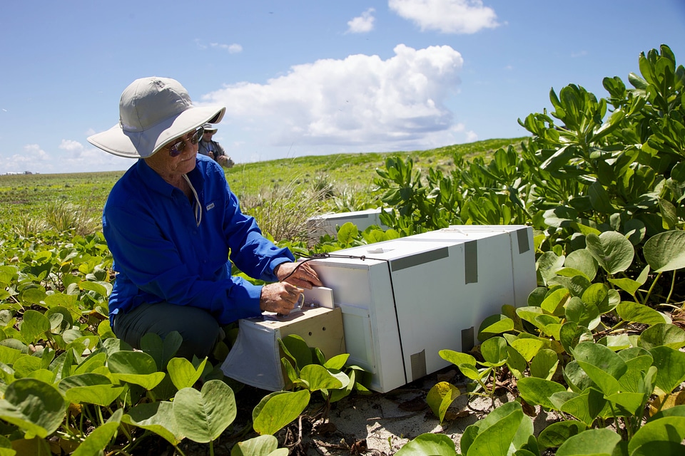 Nihoa Millerbird Translocation-1