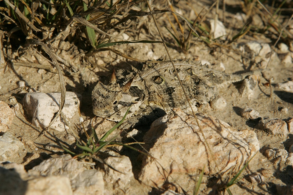 Texas horned lizard looking for dinner