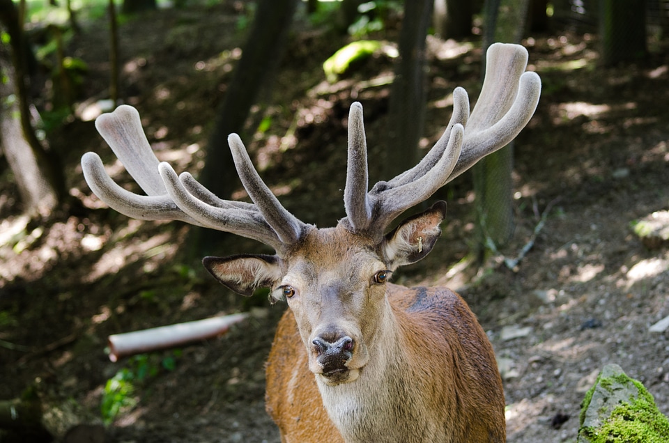 Wildlife park wild antler carrier