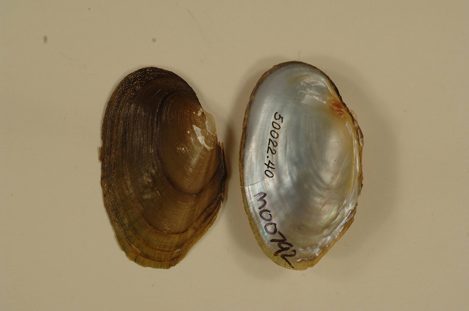Venustaconcha ellipsiformis pleasii