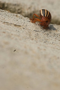 Colorado potato beetle-4