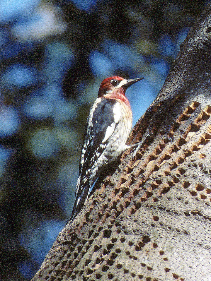 Red-breasted Sapsucker-6