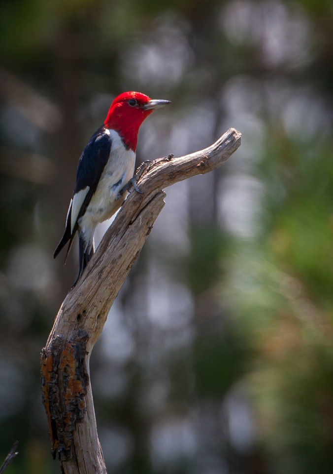Red-headed woodpecker on dead snag-7