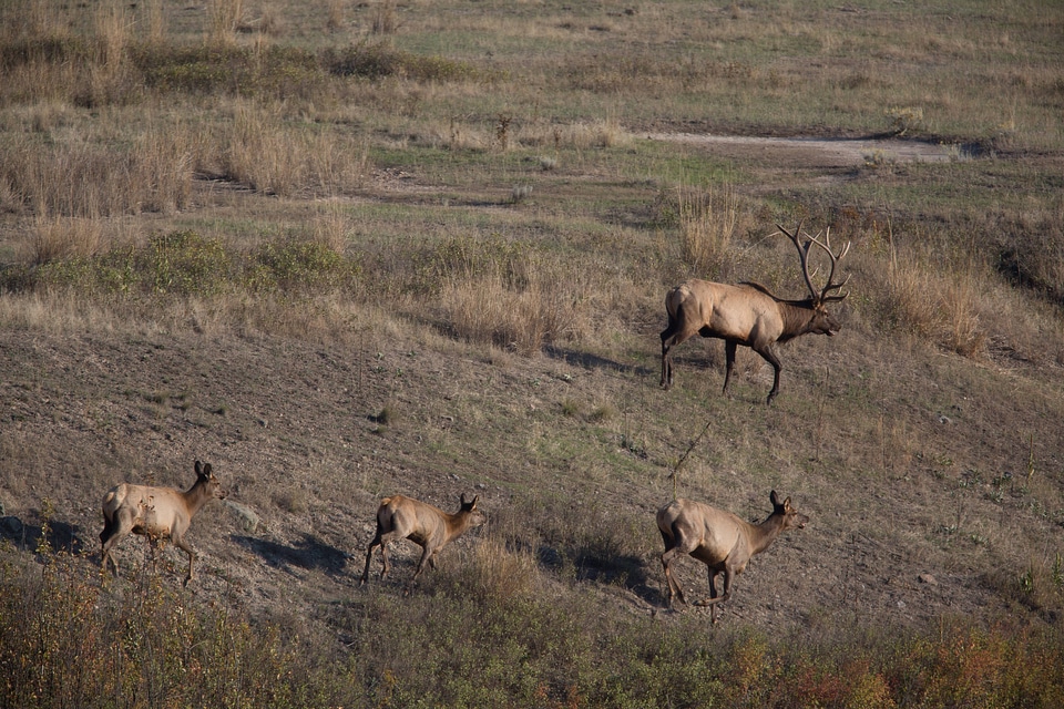 Bull Elk with family group-9