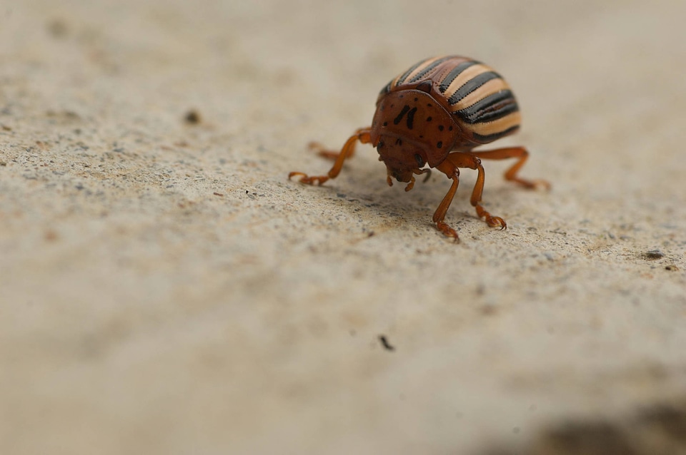 Colorado potato beetle-12