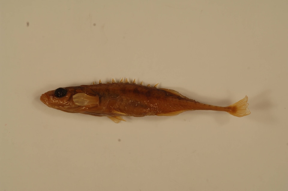 Pungitius pungitius-2