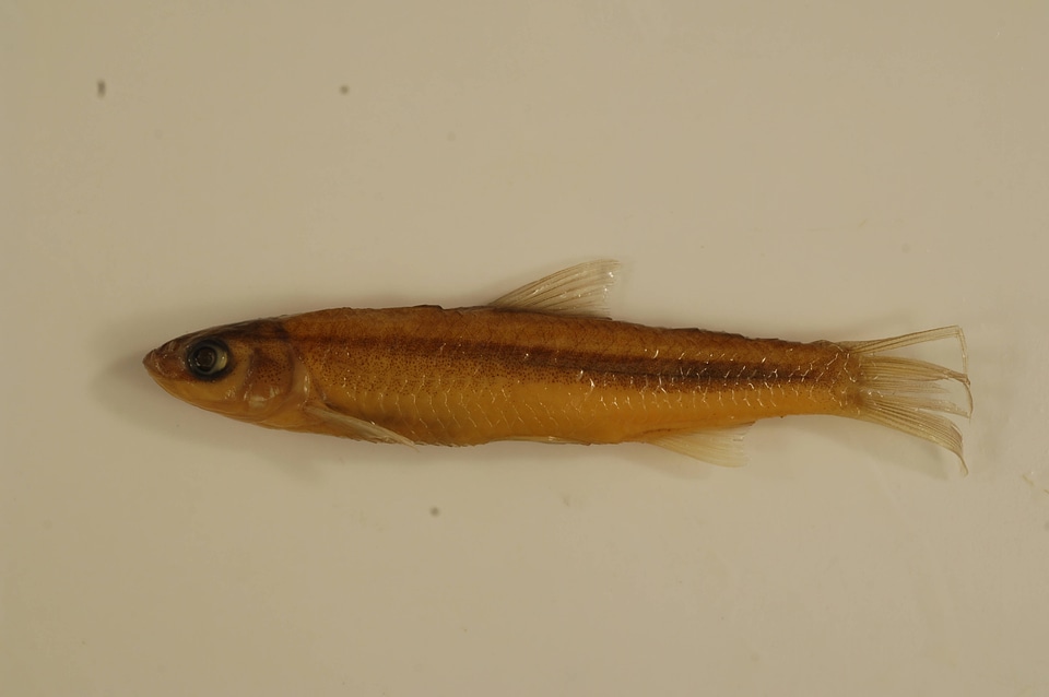 Hybognathus nuchalis-3