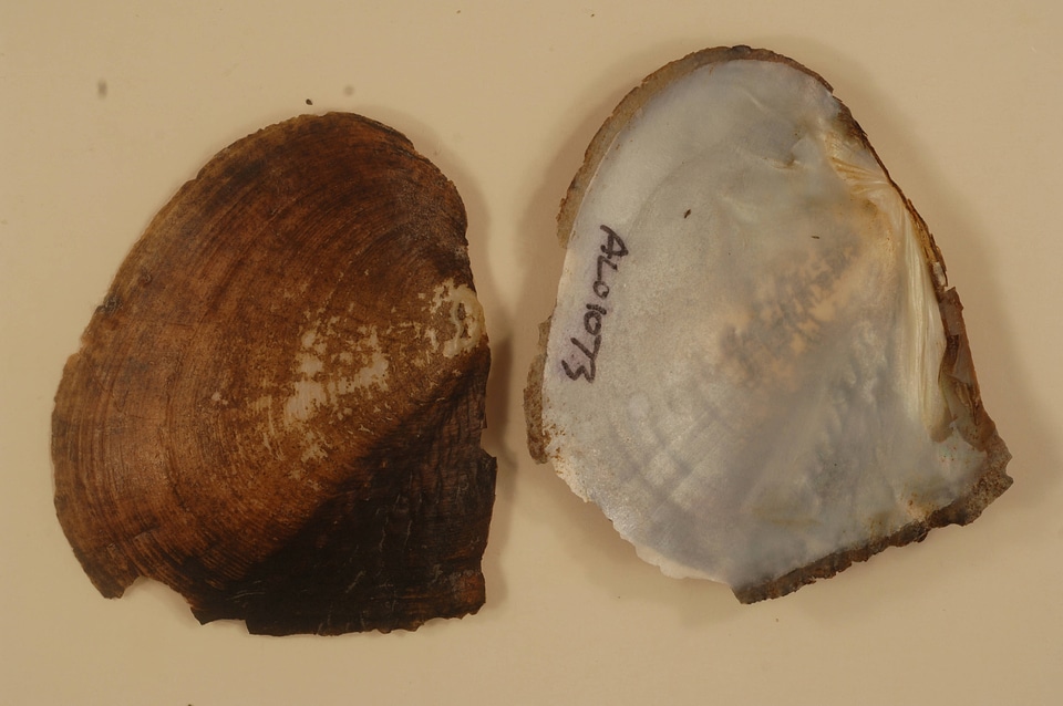 Lasmigona alabamensis-4
