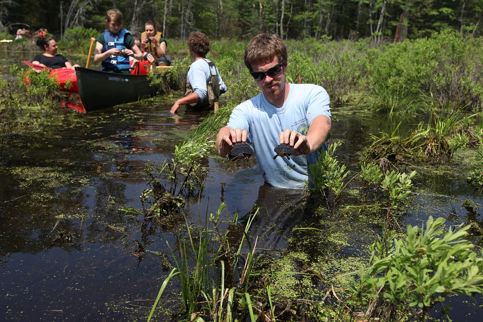 Blanding's turtle release-2