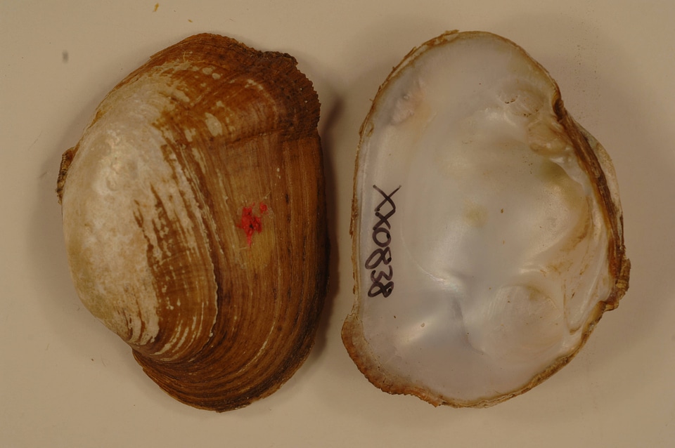 Epioblasma brevidens-2