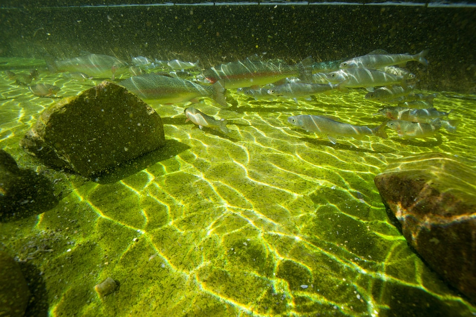 Fish in display pond-1
