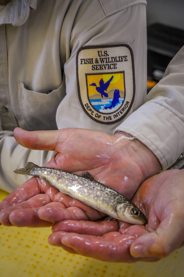 Fisheries worker aboard MV Spencer Baird holds juvenile lake trout-5 photo