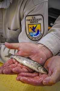 Fisheries worker aboard MV Spencer Baird holds juvenile lake trout-5 photo