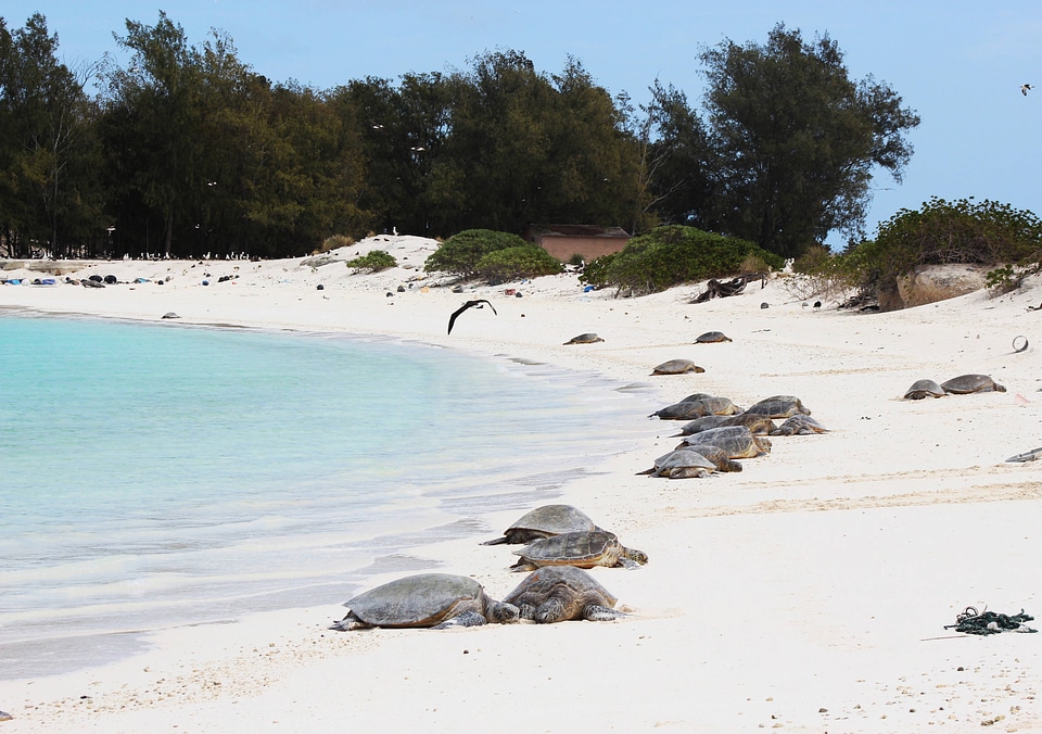 Endangered Green sea turtles 