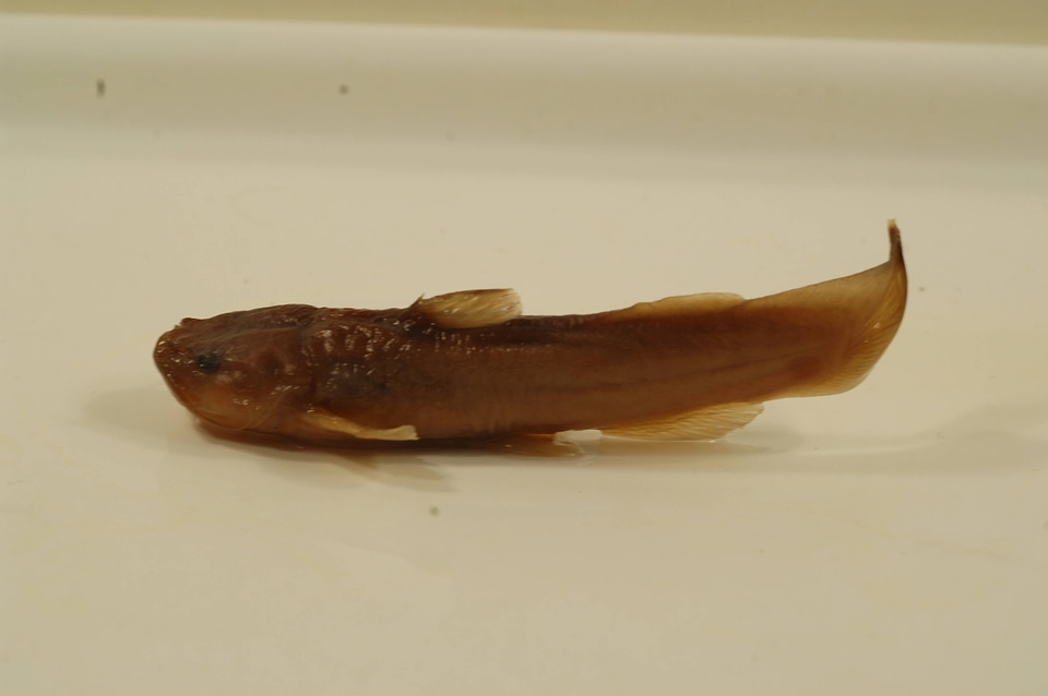 Noturus funebris-1