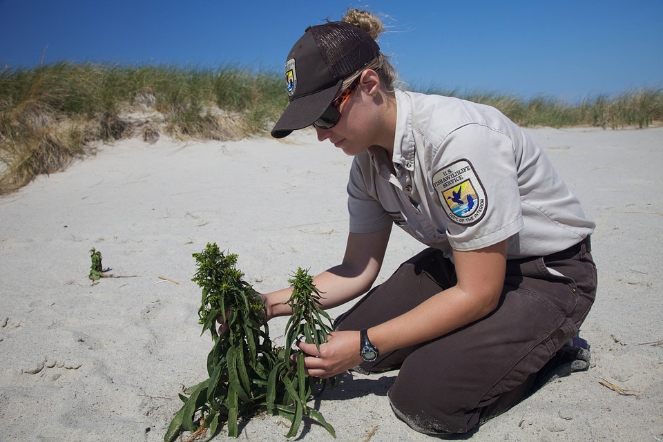 Planting Seaside Goldenrod  at Monomoy NWR