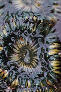 Aggregating anemone-5