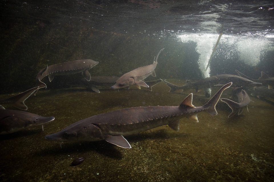 Atlantic Sturgeon-4