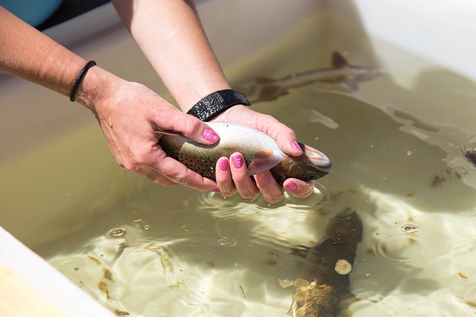 Biologist spawning trout-1