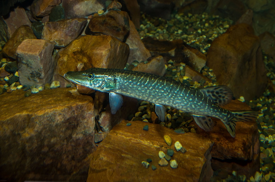 Juvenile Northern Pike-2