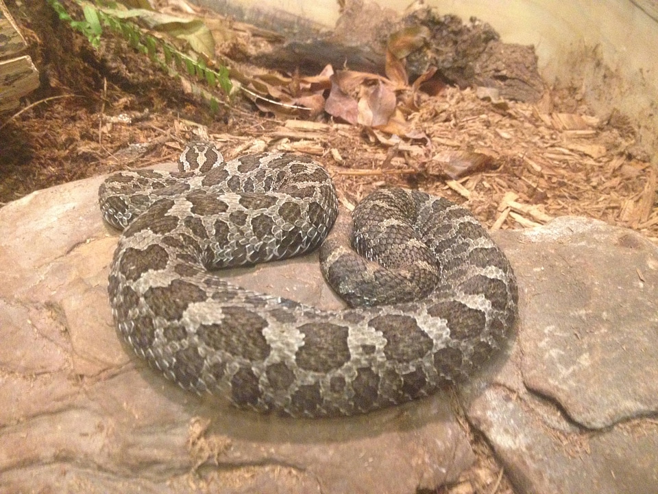 	
Eastern Massasauga Rattlesnake