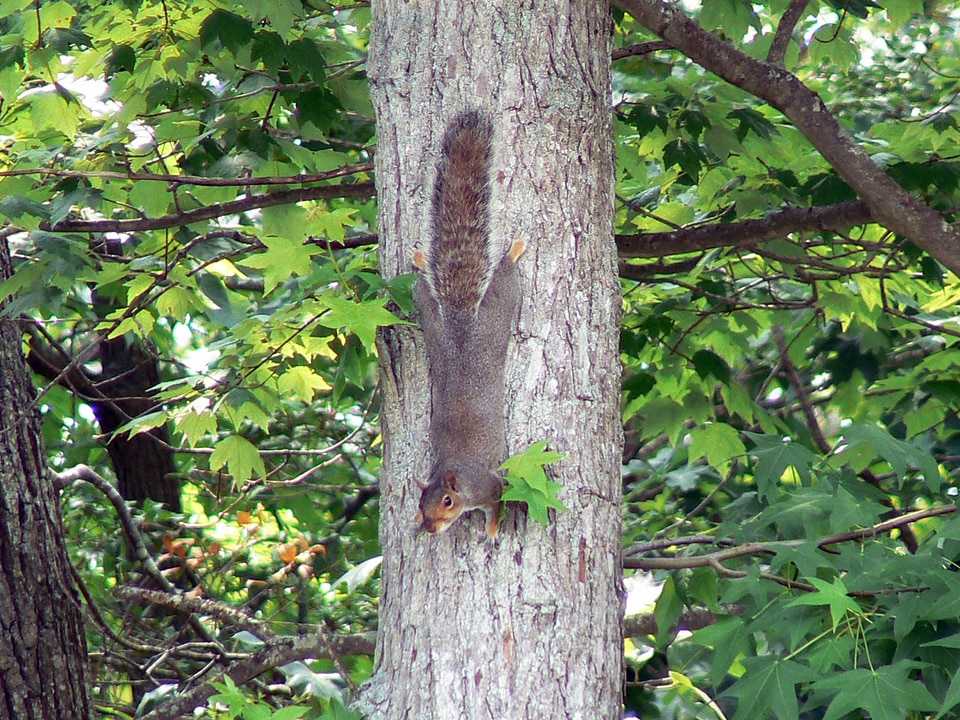 Eastern Gray Squirrel-2