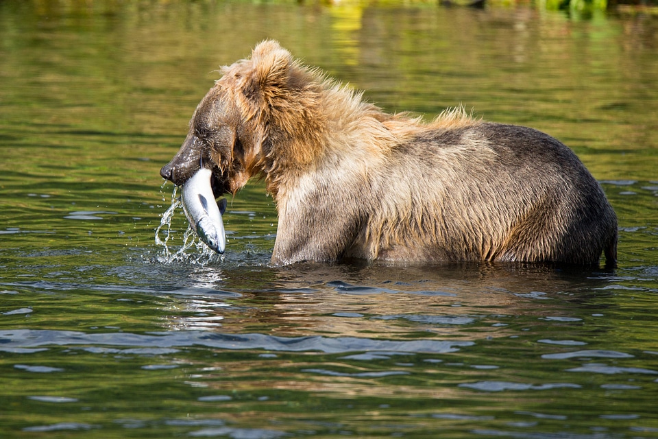 Kodiak brown bear with fish-2