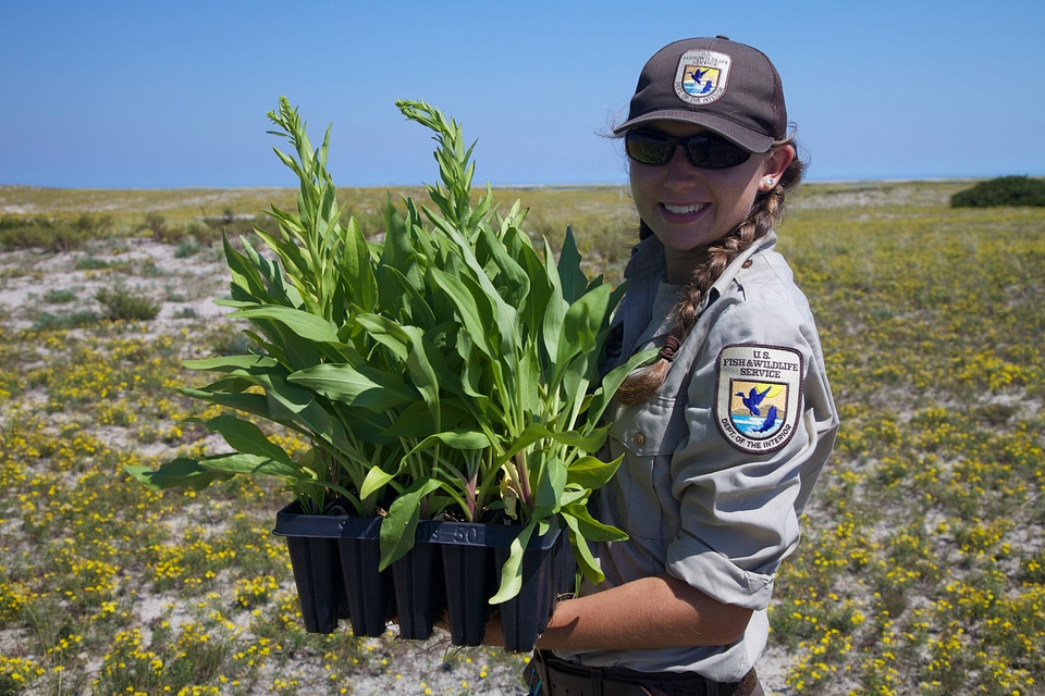 Staff holding Seaside Goldenrod at Monomoy NWR