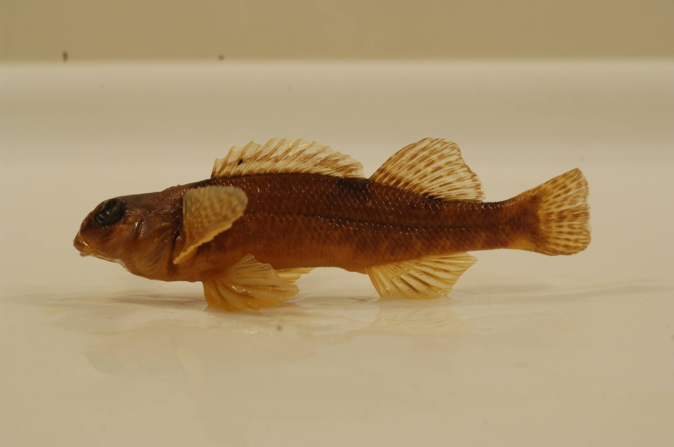 Etheostoma variatum-1