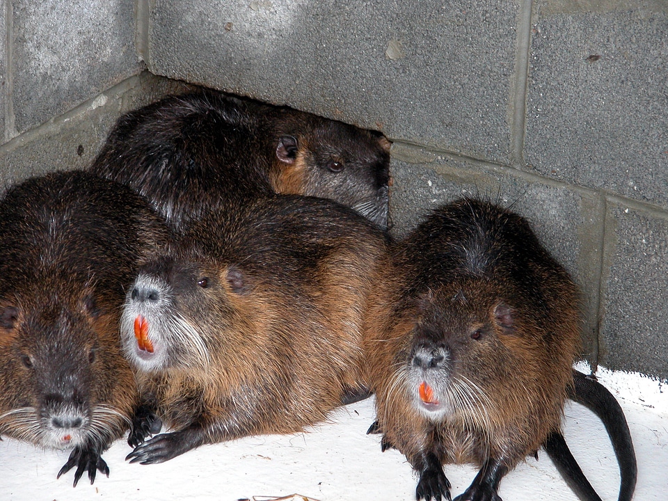 WOE143   Captive Nutria at Blackwater National Wildlife Refuge