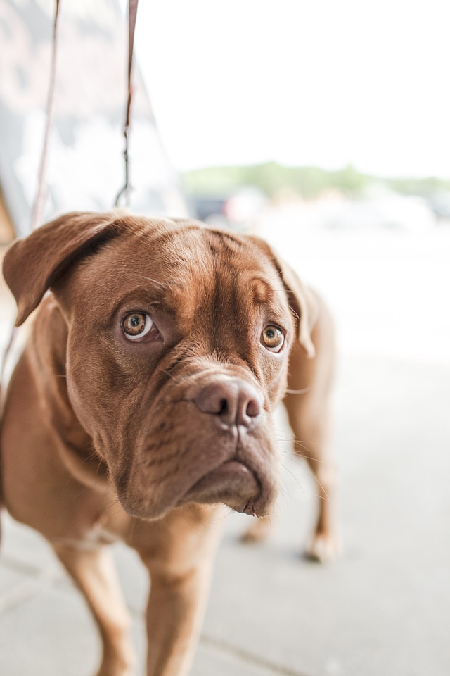 Dog look canine photo