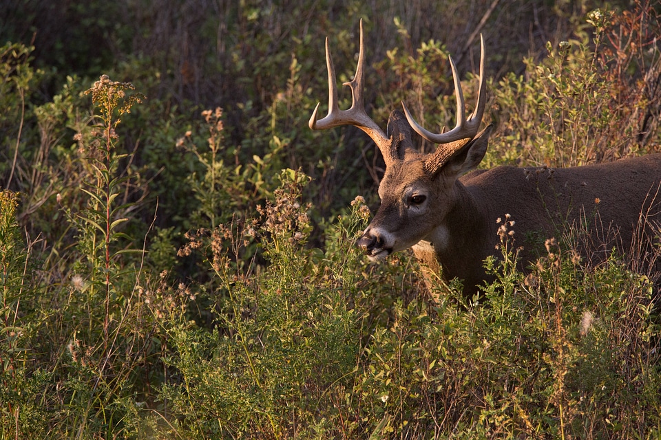 White-tailed buck feeds in thicket-2