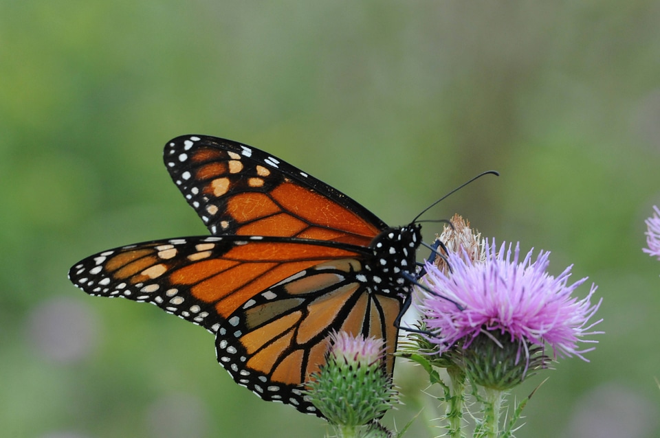 Monarch butterfly-3 photo