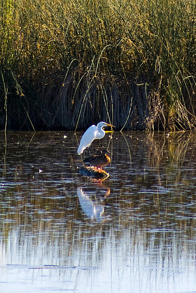 Egret and ducks