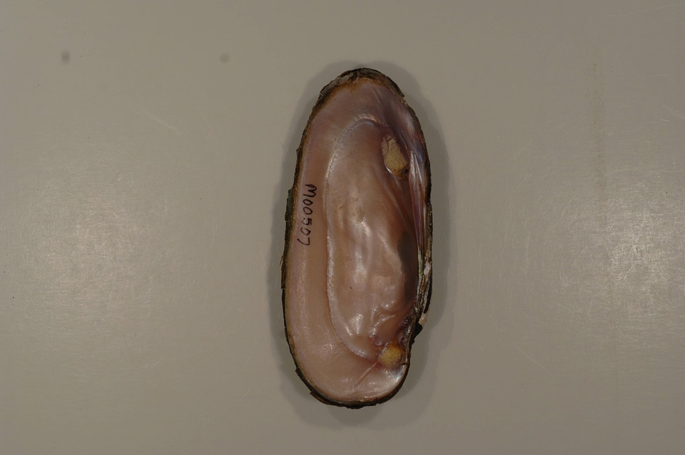 Ligumia recta (inside)