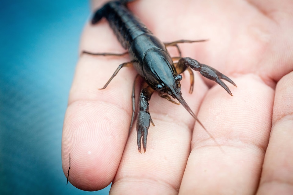 Panama City crayfish-2
