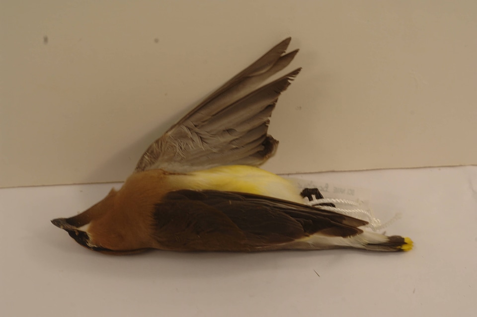 Bombycilla cedrorum-2