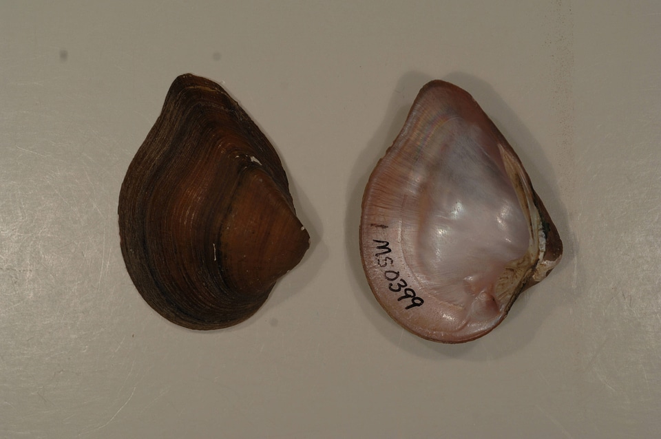 Truncilla truncata-3