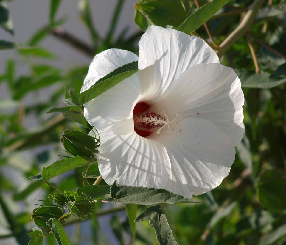 Halberdleaf rosemallow