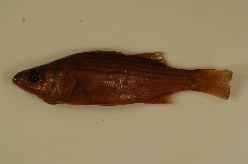 Morone saxatilis-1