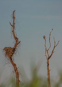 Osprey nest and adult osprey in tree