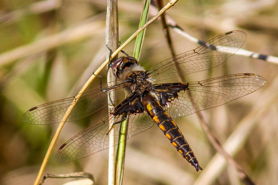 Baskettail dragonfly