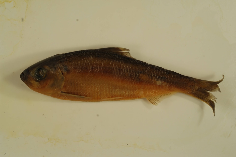 Alosa pseudoharengus-1