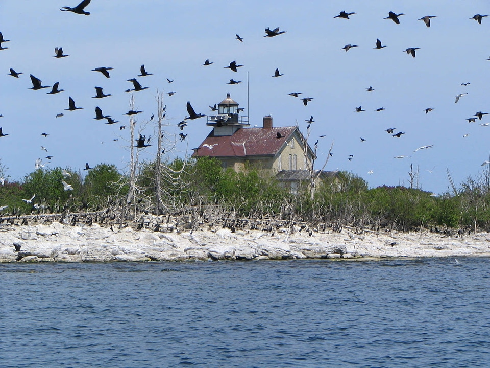 Double-crested cormorants-10