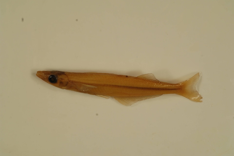 Labidesthes sicculus-3